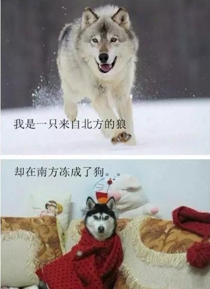 fpc软板厂